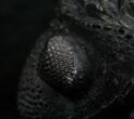 Large Enrolled Drotops Trilobite - Super Eyes #7135-1